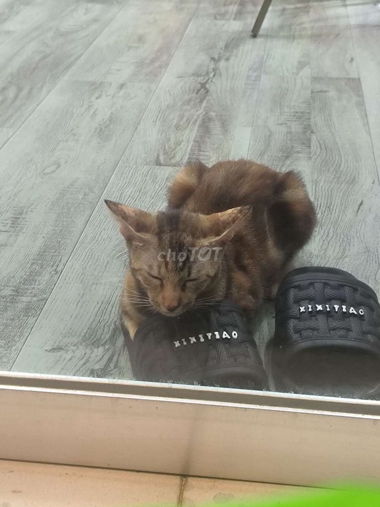 Cần bán Acruze đẹp, giá hợp lý. Mua bán Xe máy tại Thành phố Long Khánh Đồng Nai được đăng bởi T Chí hình 2