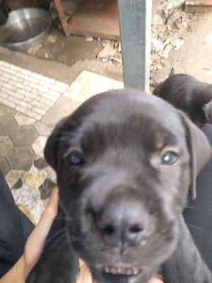 Chó lai Pitbull Rottweiler Ngao Ý 7 tuần. Mua bán Chó tại Thành phố Thủ Đức Tp Hồ Chí Minh được đăng bởi Le Hoathuan