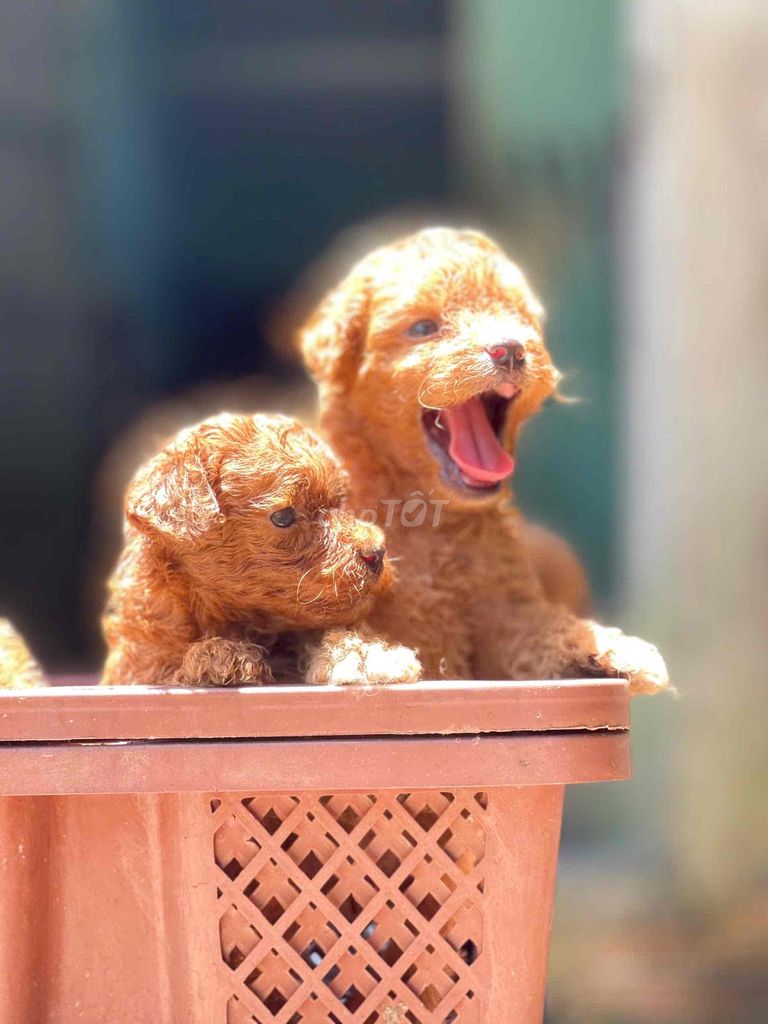 BÁN CHÓ POODLE ĐÁNG YÊU !!!