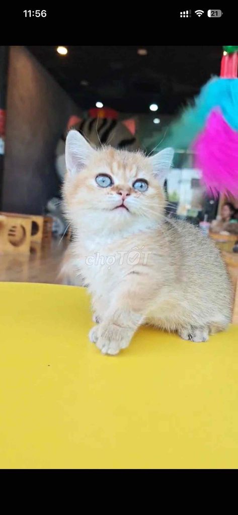 Mèo golden lùn. Mua bán Mèo tại Quận Gò Vấp Tp Hồ Chí Minh được đăng bởi thảo hình 1