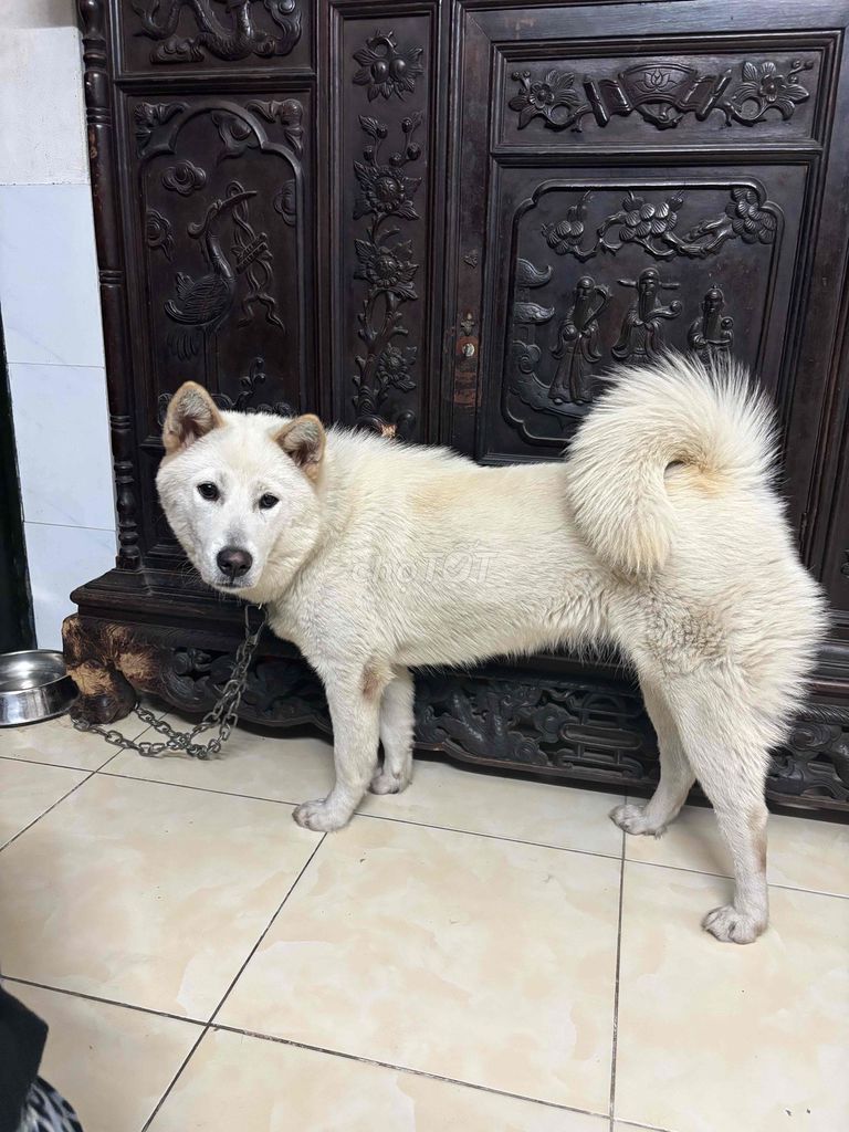 Chó màu Trắng. Mua bán Chó tại Quận Ba Đình Hà Nội được đăng bởi Yến Vũ hình 1