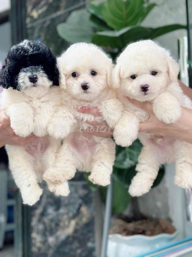 Chó Poodle nhỏ nâu đỏ chó con. Mua bán Chó tại Quận Bình Tân Tp Hồ Chí Minh được đăng bởi Nguyễn Đăng An hình 4