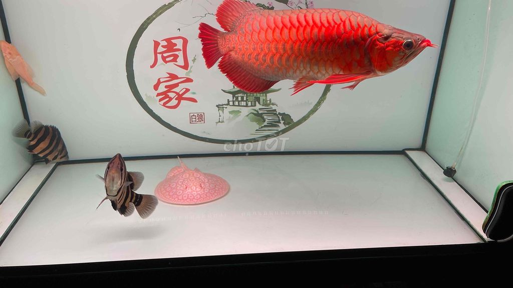 kinh shost sơ mi fafu càng dài siêu đỏ size. Mua bán Thú cưng khác tại Quận 5 Tp Hồ Chí Minh được đăng bởi Châu Minh hình 1