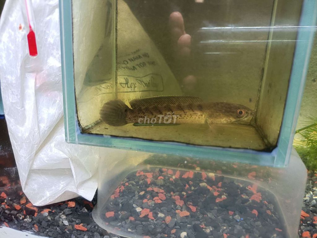 Cá Lóc tiểu hoàng đế 14-15cm. Mua bán Thú cưng khác tại Huyện Chợ Lách Bến Tre được đăng bởi Hồng Hài Nhi hình 1