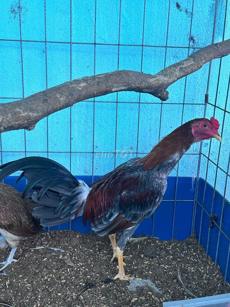 Gà Mỹ Xám Tơ. Mua bán Gà tại Quận 12 Tp Hồ Chí Minh được đăng bởi Nguyễn Quang Ngọc hình 1
