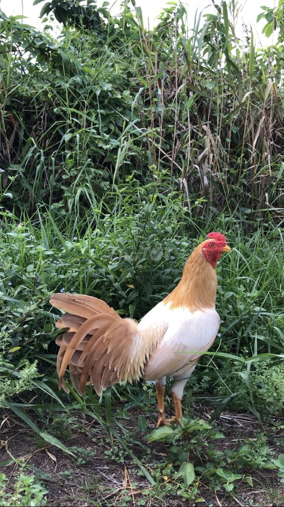 Tre khét sửa 1kg4. Mua bán Gà tại Thành phố Long Xuyên An Giang được đăng bởi Trại gà Peru Mỹ  hình 1