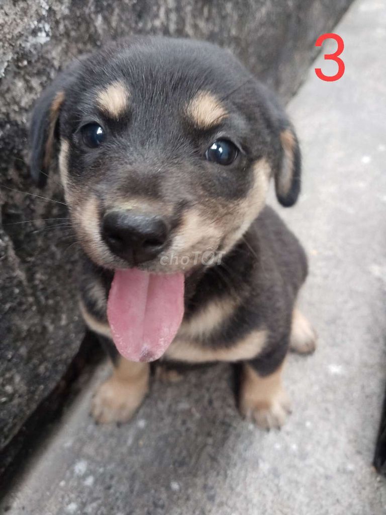 Chó ta lai lạp xưởng đen nâu. Mua bán Chó tại Thành phố Thủ Đức Tp Hồ Chí Minh được đăng bởi Tên chưa cung cấp hình 1