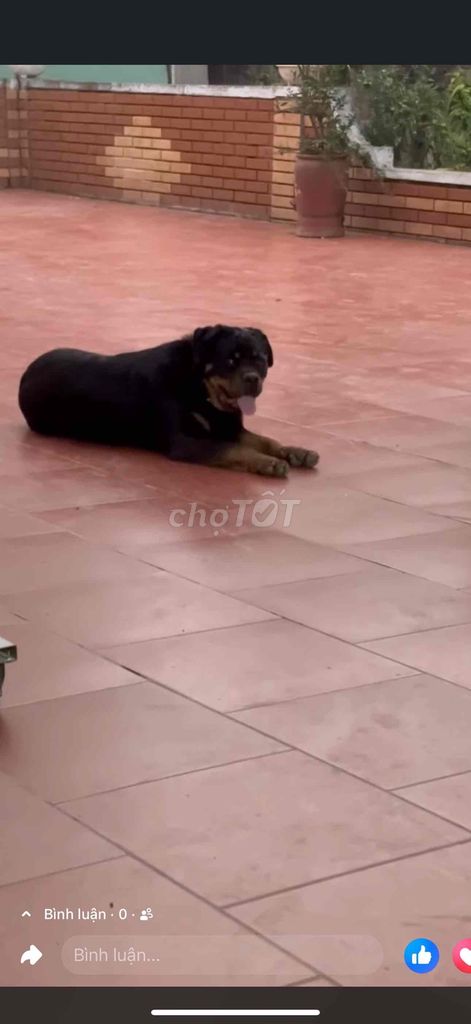 muốn nhượng lại. Mua bán Chó tại Huyện Đông Hưng Thái Bình được đăng bởi Hùng Đặng hình 1