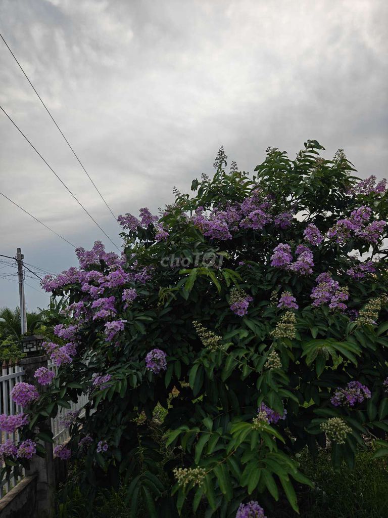 Cây bằng lăng. Mua bán Cây cảnh, đồ trang trí tại Huyện Hàm Thuận Nam Bình Thuận được đăng bởi phong  hình 1