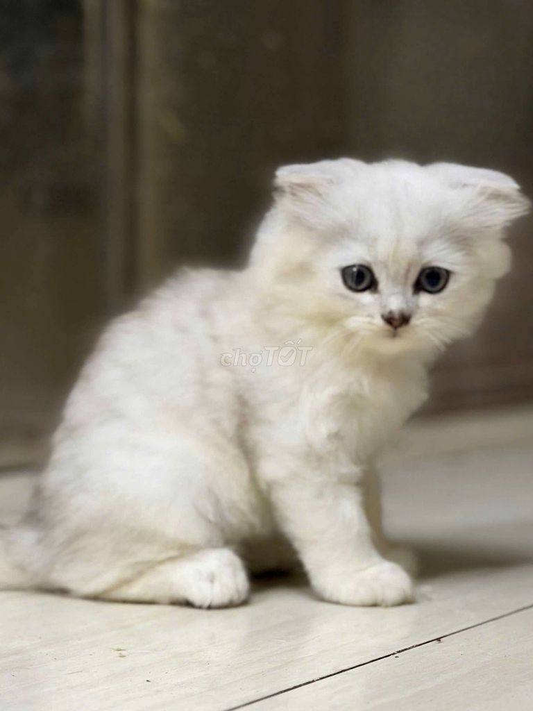Mèo Aln lông dài mềm mại. Mua bán Mèo tại Quận Tân Bình Tp Hồ Chí Minh được đăng bởi Mr Tit hình 1