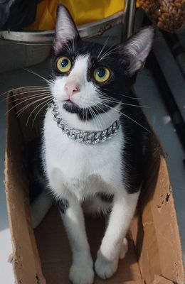 Do chuyển nhà cần pass lại bé mèo Tuxedo. Mua bán Mèo tại Thành phố Thuận An Bình Dương được đăng bởi Tuấn Vũ