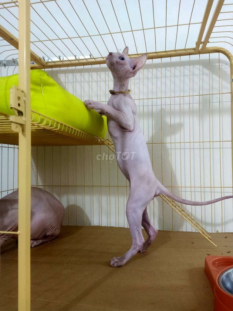 mèo Sphynx đực 4th tuổi. Mua bán Mèo tại Quận Gò Vấp Tp Hồ Chí Minh được đăng bởi Thanh Thanh hình 3