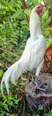 Gà đòn Thái Nhạn chân trắng. Mua bán Gà tại Huyện Củ Chi Tp Hồ Chí Minh được đăng bởi Chicken Shop 