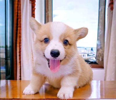 Chó Corgi vàng trắng