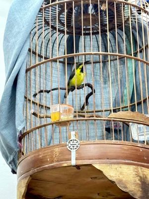 full bộ 5màu chuyền trống. Mua bán Chim tại Quận 12 Tp Hồ Chí Minh được đăng bởi Triển