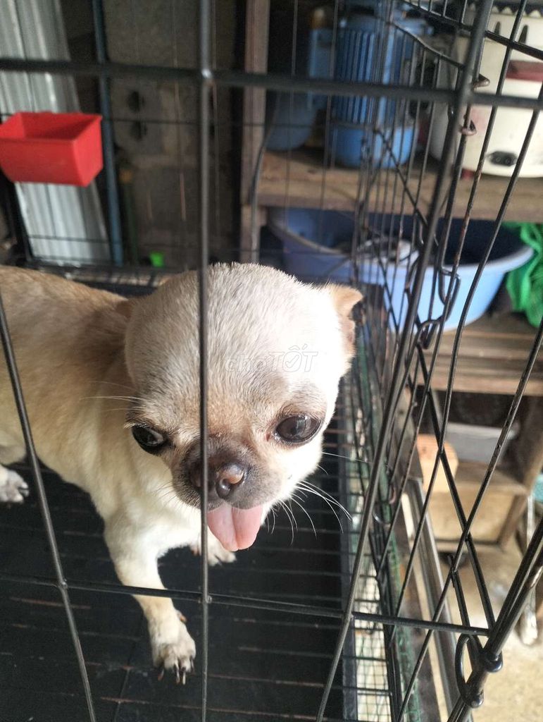 Chó Chihuahua đực hơn 1 tuổi. Mua bán Chó tại Thành phố Bảo Lộc Lâm Đồng được đăng bởi Lân Nguyễn đổng hình 1