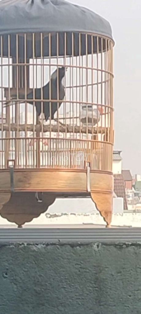 xám da bò.... Mua bán Chim tại Quận Tân Bình Tp Hồ Chí Minh được đăng bởi Đam mê 1Thời hình 1