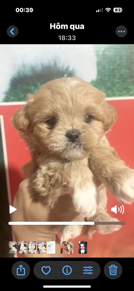 Bán Poodle size Teacup