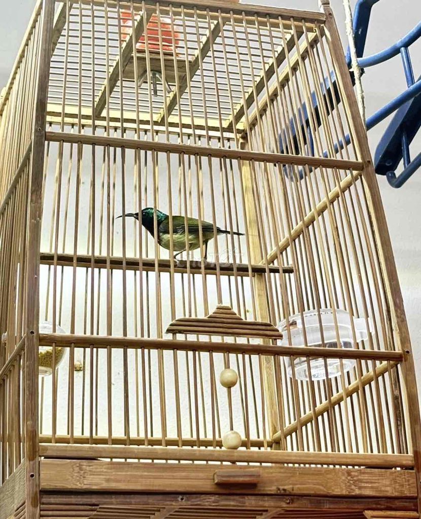 bộ đuôi chẻ và 7 màu. Mua bán Chim tại Quận 12 Tp Hồ Chí Minh được đăng bởi Triển hình 1