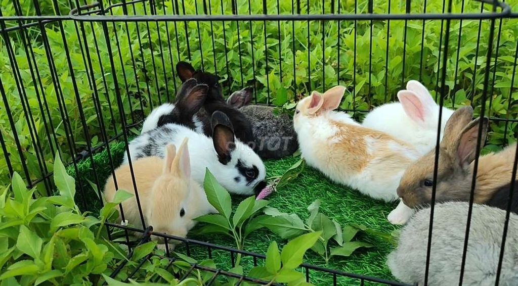 Thỏ Cảnh Hà Nội 150k. Mua bán Thú cưng khác tại Quận Nam Từ Liêm Hà Nội được đăng bởi Trung hình 1