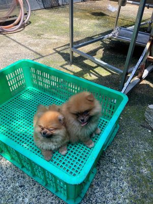 phốc sóc đực mini màu cam tìm chủ dúng size nhỏ. Mua bán Chó tại Quận 12 Tp Hồ Chí Minh được đăng bởi Trần Huy Bảo