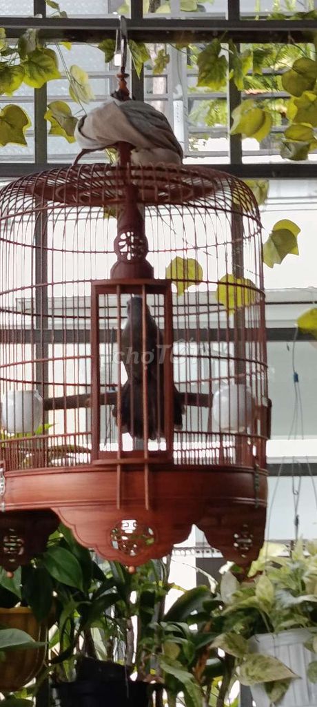 Cả bộ, để bàn, hót múa