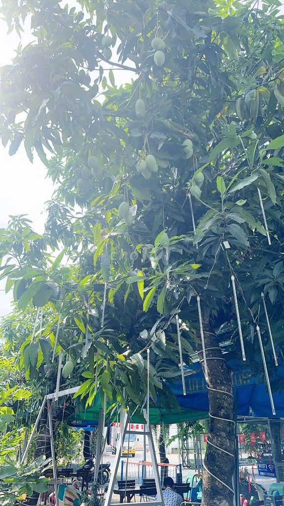 CHÍNH CHỦ BÁN GẤP – TÀI SẢN HIẾM GIỮA TRUNG TÂM CỦ CHI
Chỉ 25 tỷ, TL. Mua bán đất tại Huyện Củ Chi Tp Hồ Chí Minh được đăng bởi TRẦN VIỆT VINH hình 3