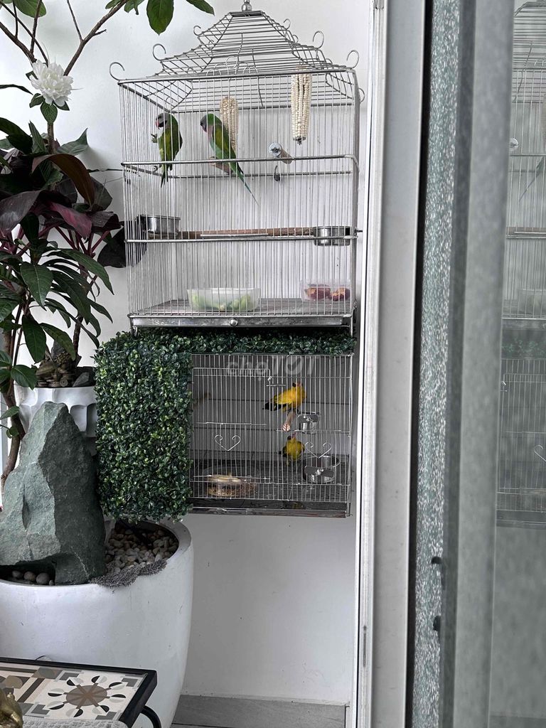 Chim Vàng anh Vàng, xanh lá. Mua bán Chim tại Quận Tân Phú Tp Hồ Chí Minh được đăng bởi Nhuận Huỳnh hình 1