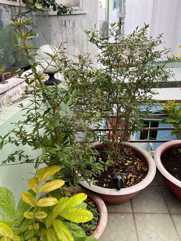 Lựu đỏ chuẩn Ấn Độ từ hạt. Mua bán Cây cảnh, đồ trang trí tại Quận 6 Tp Hồ Chí Minh được đăng bởi Phan Cường hình 1