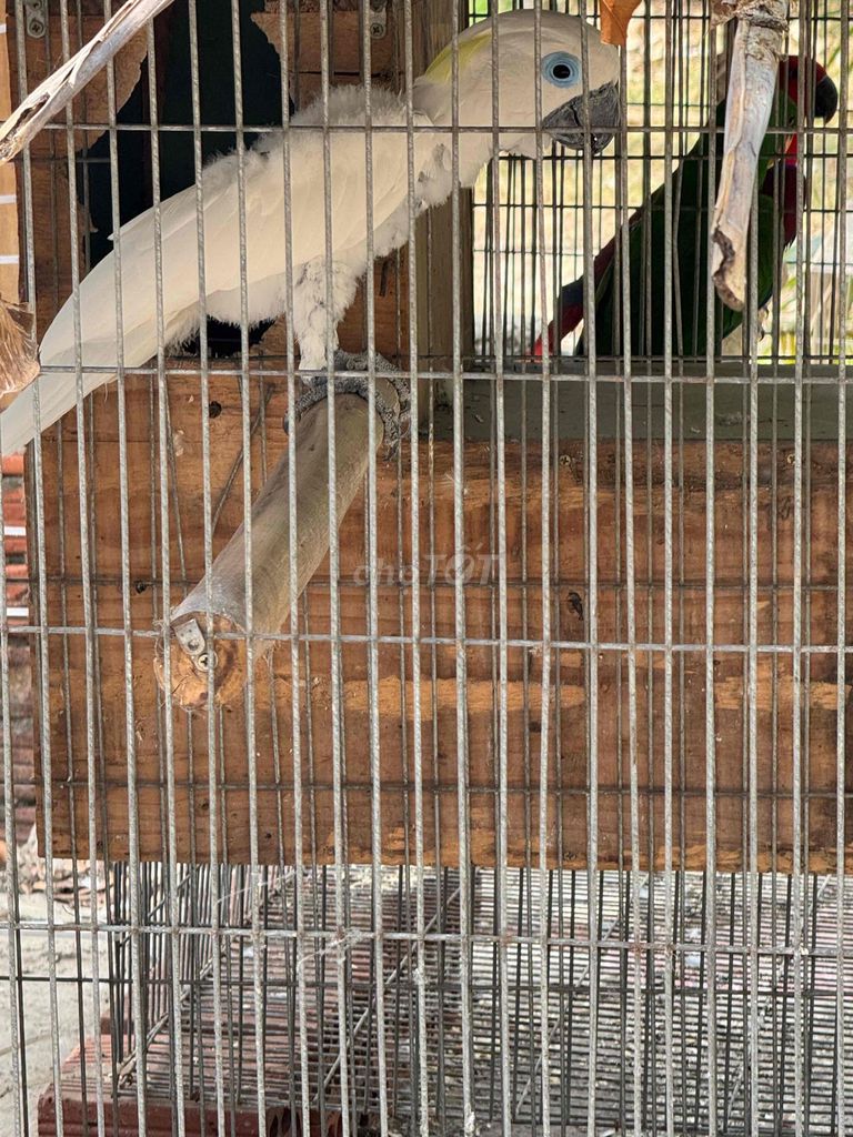 Vẹt Cockatoo Trắng Trống Đã sinh sản. Mua bán Chim tại Quận Tân Bình Tp Hồ Chí Minh được đăng bởi trần quân hình 1