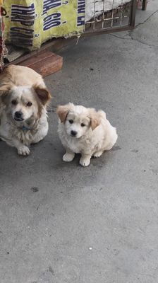 Chó con Trắng kem Con non poodle lai Nhật