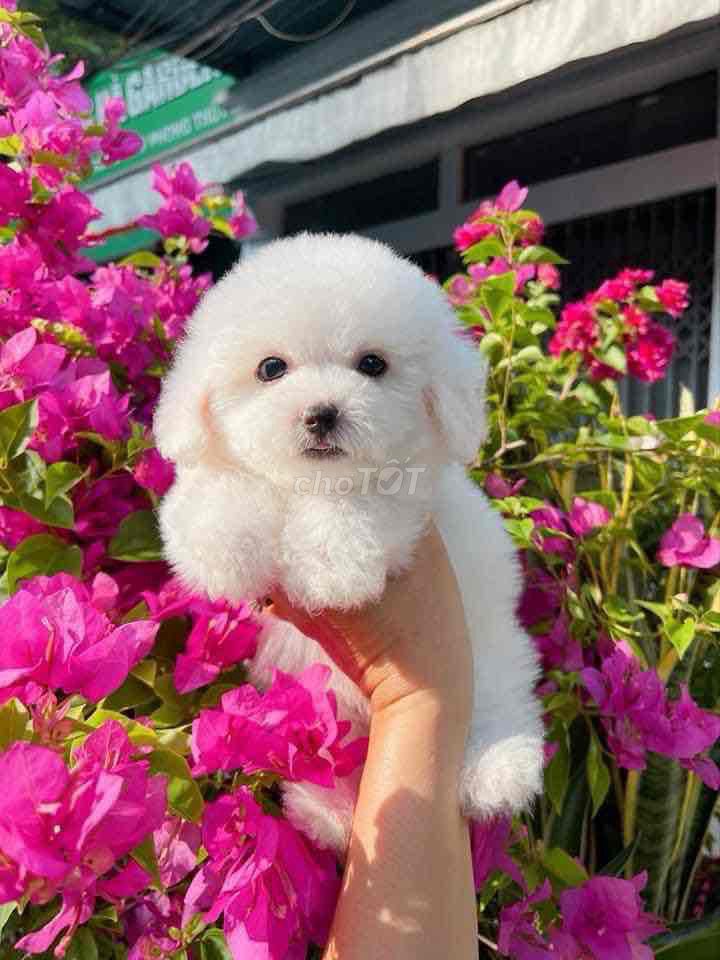 pnnnđang iu chó poodle. Mua bán Chó tại Thành phố Bến Tre Bến Tre được đăng bởi bm hình 1
