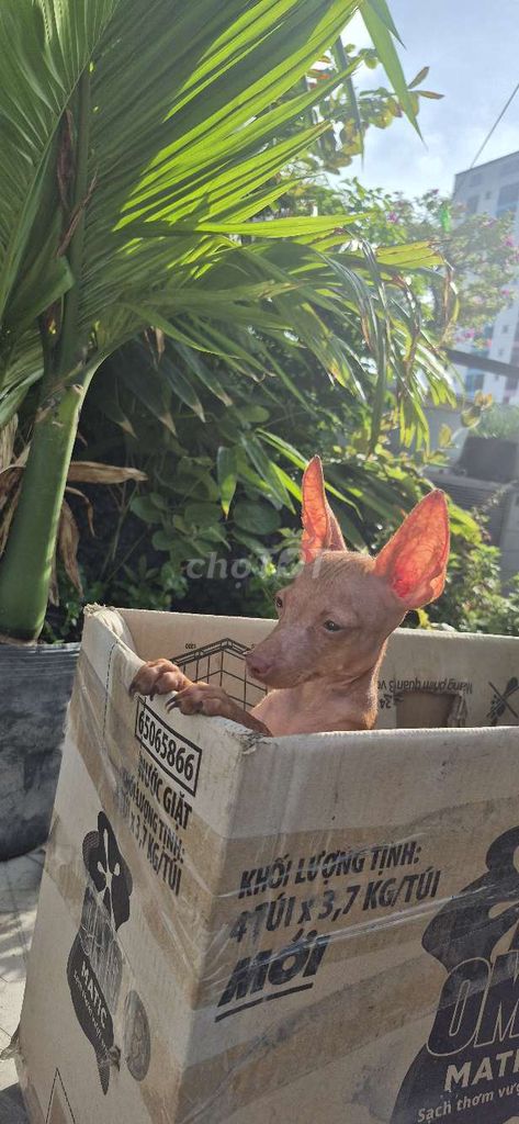 Chó Phốc hươu cái 4 tháng. Mua bán Chó tại Quận 12 Tp Hồ Chí Minh được đăng bởi NGUYÊN KHANG hình 1