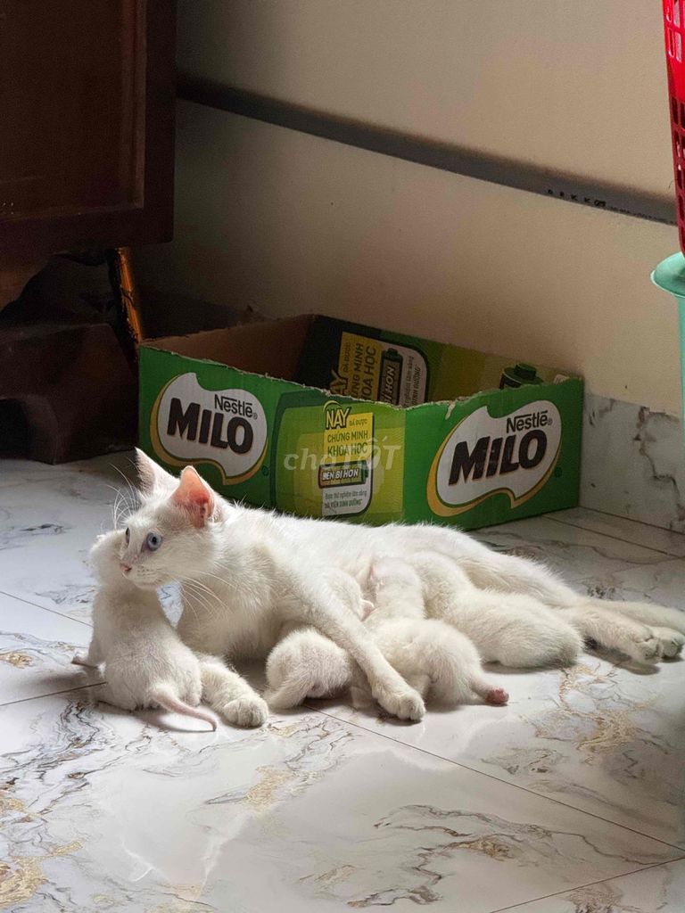 🐾 CẦN TÌM NHÀ MỚI CHO MÈO CON 🐾