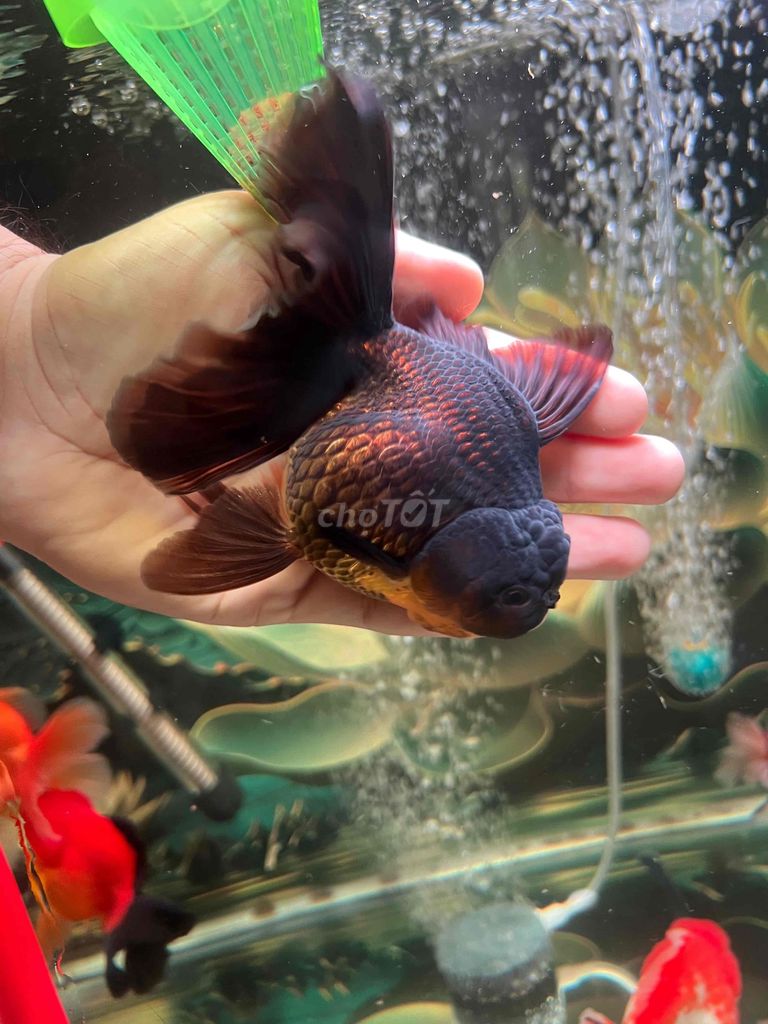 Cá vàng Oranda 3.5n Đen. Mua bán Thú cưng khác tại Quận 8 Tp Hồ Chí Minh được đăng bởi Nguyễn Hậu hình 1