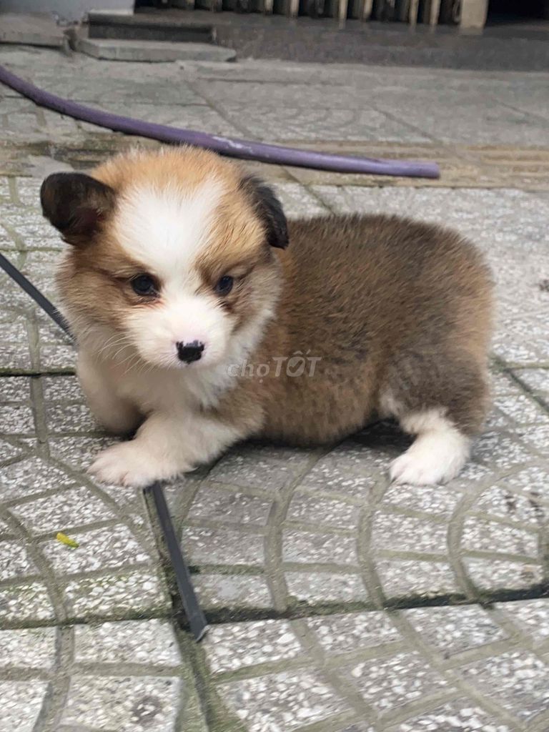 Chó Corgi Nâu trắng đã tiêm. Mua bán Chó tại Quận Thanh Khê Đà Nẵng được đăng bởi SiSi Pet Shop hình 1