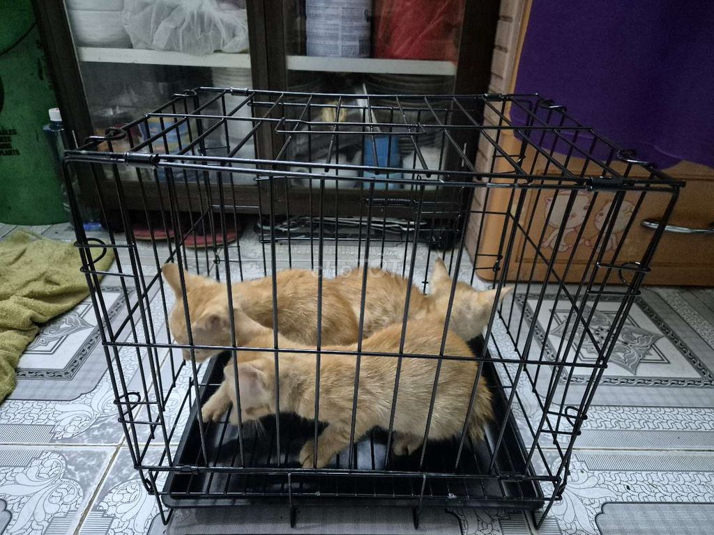 Mèo Cái Cam 3 tháng tuổi. Mua bán Mèo tại Quận 8 Tp Hồ Chí Minh được đăng bởi Minh Nhựt hình 1