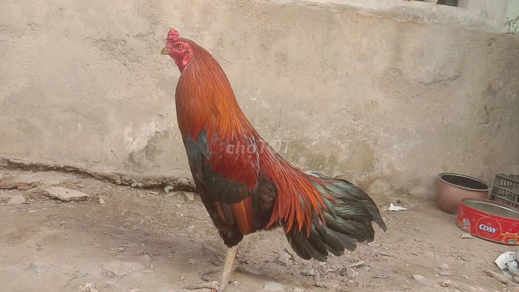 Việt Rặc 4,2 Kg Xanh Điều còn lên. Mua bán Gà tại Huyện Long Hồ Vĩnh Long được đăng bởi tran chi nhan hình 1