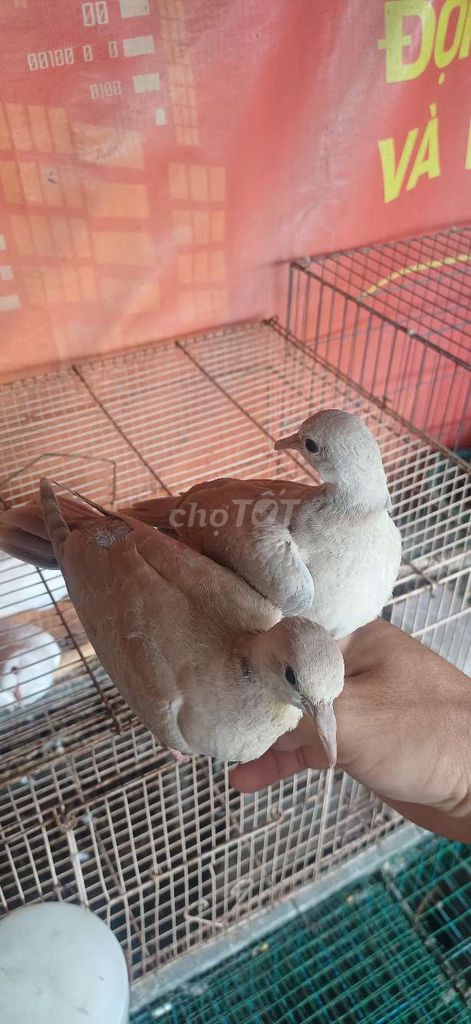 Chim cu pháp nâu nhạt 3 tháng tuổi. Mua bán Chim tại Huyện Nhà Bè Tp Hồ Chí Minh được đăng bởi tran anh hung hình 1