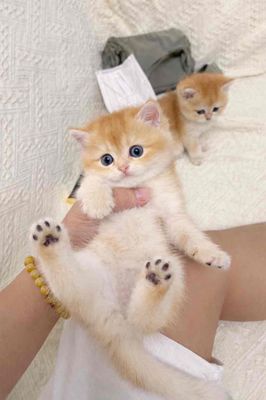 Mèo Anh lông ngắn Golden light 3 tháng đã tiêm