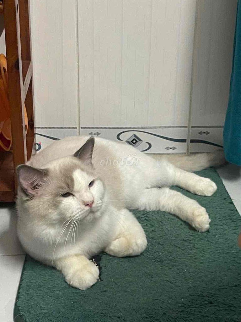 mèo ragdoll đực có fixx