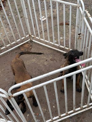 Chó Malinois Béc Bỉ Cái 75 ngày 1 mũi 7 bệnh