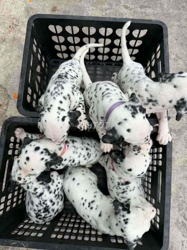 Chó Dalmatian 2 tháng tuổi Đen trắng đốm. Mua bán Chó tại Huyện Dầu Tiếng Bình Dương được đăng bởi Ngọc Châu hình 1