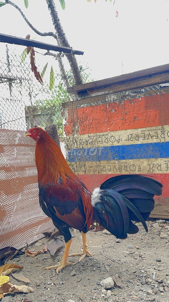 Cuban Mỹ hàng chơi lễ !!!. Mua bán Gà tại Huyện Trảng Bom Đồng Nai được đăng bởi Dan Pham hình 1
