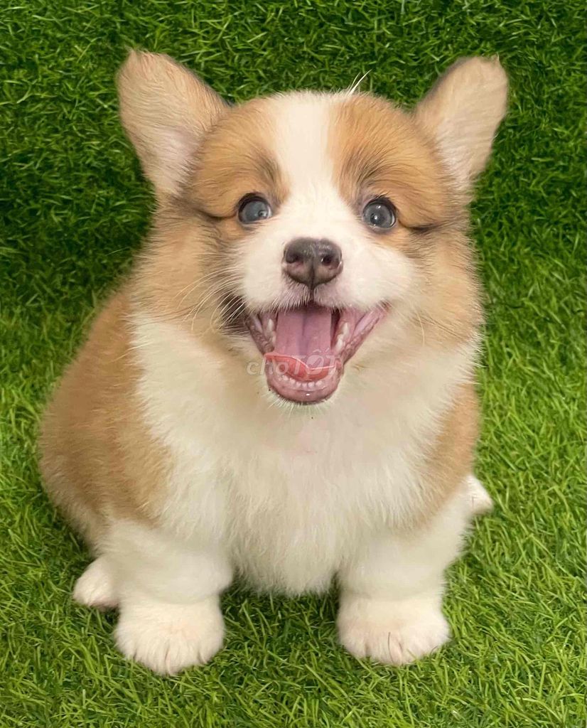 Chó Corgi Nâu trắng Thân thiện. Mua bán Chó tại Huyện Thanh Trì Hà Nội được đăng bởi Nguyễn Longg hình 1