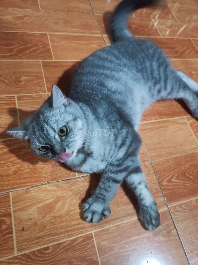 Mèo Anh lông ngắn Cái 8 tháng Xám vằn đã tiêm. Mua bán Mèo tại Huyện Tri Tôn An Giang được đăng bởi Nguyễn Minh Triết  hình 1