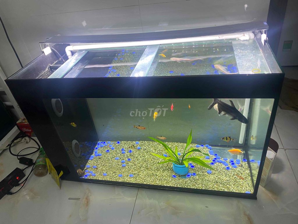 Bể cá cảnh Kính Đen 80x60. Mua bán Phụ kiện, Thức ăn, Dịch vụ tại Quận Liên Chiểu Đà Nẵng được đăng bởi Tâm hình 1