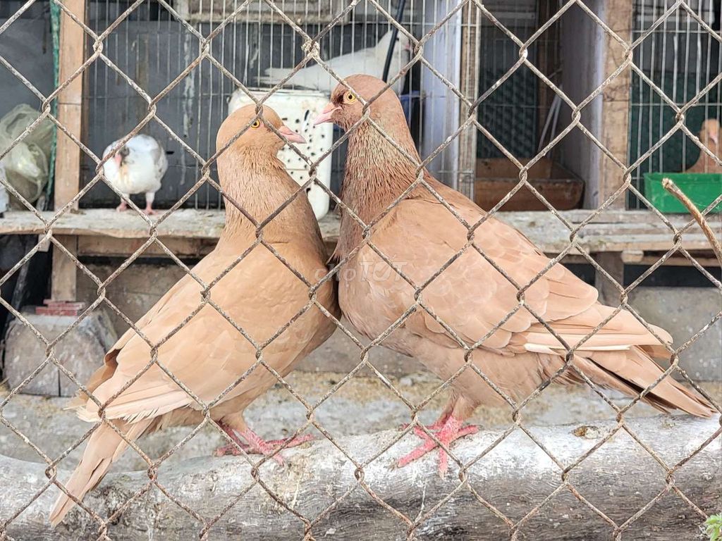 Gà Mỹ Vàng rơm Chim tơ Sinh sản. Mua bán Chim tại Huyện Quốc Oai Hà Nội được đăng bởi Nguyễn Xuân Yên hình 1