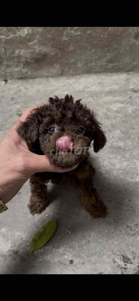 poodle nhà trồng được 4 cục sôcôla 2 cái 2 đực