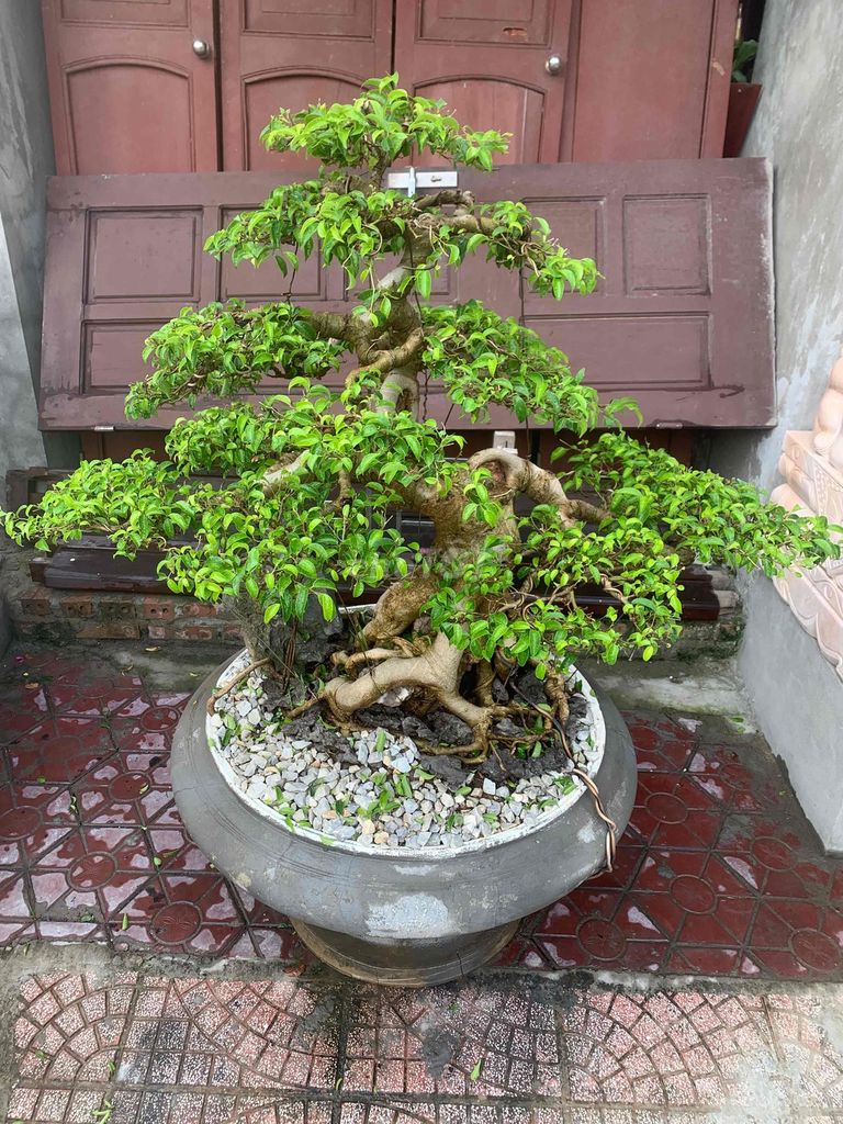 Cây cảnh Nam Điền Hạt Bonsai. Mua bán Cây cảnh, đồ trang trí tại Quận Kiến An Hải Phòng được đăng bởi Cảnh Dương hình 1